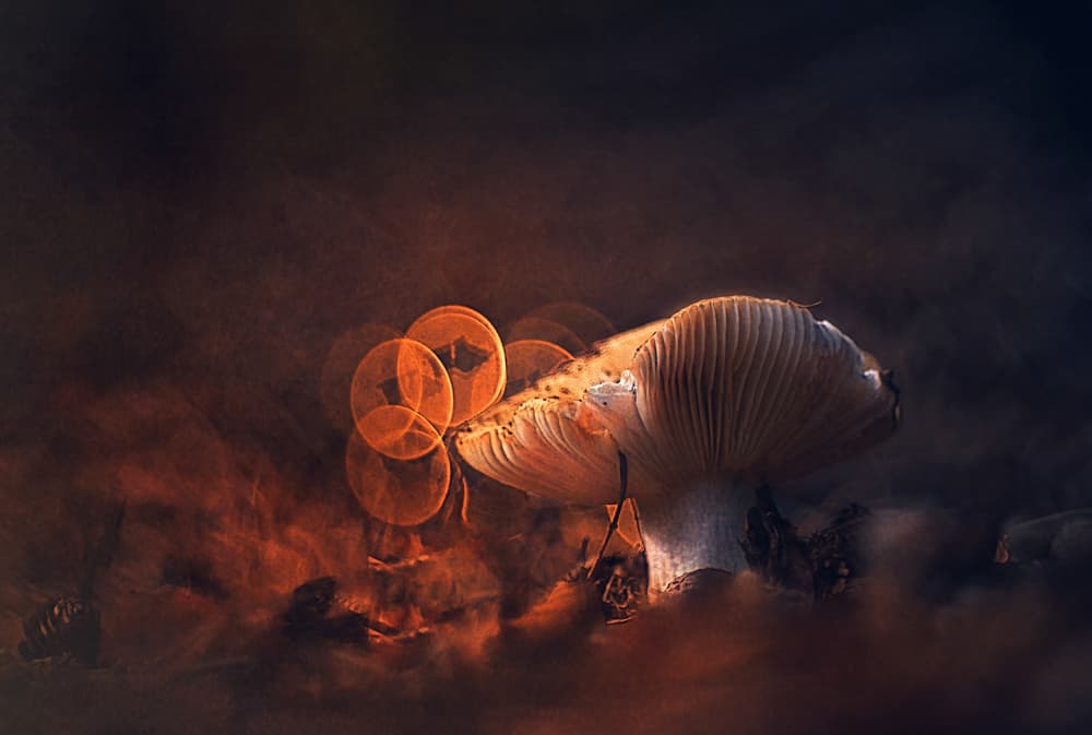 Glowing Forest Mushroom by Jan van der Linden — canvas wall art