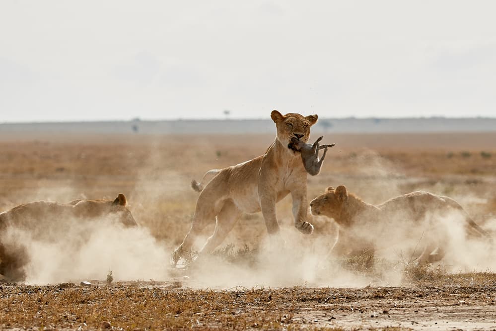 Dusty Lion Hunt by Peter Hudson — canvas wall art