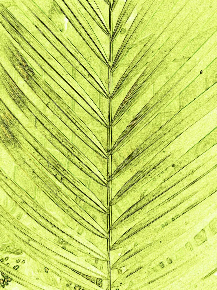 Lime Green Palm Leaf by Santhosh ch — canvas wall art