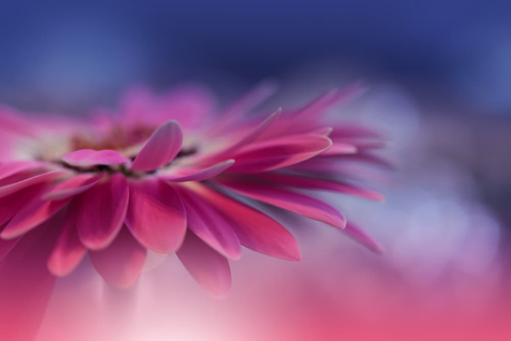 Dreamy Pink Bloom by Juliana Nan — canvas wall art