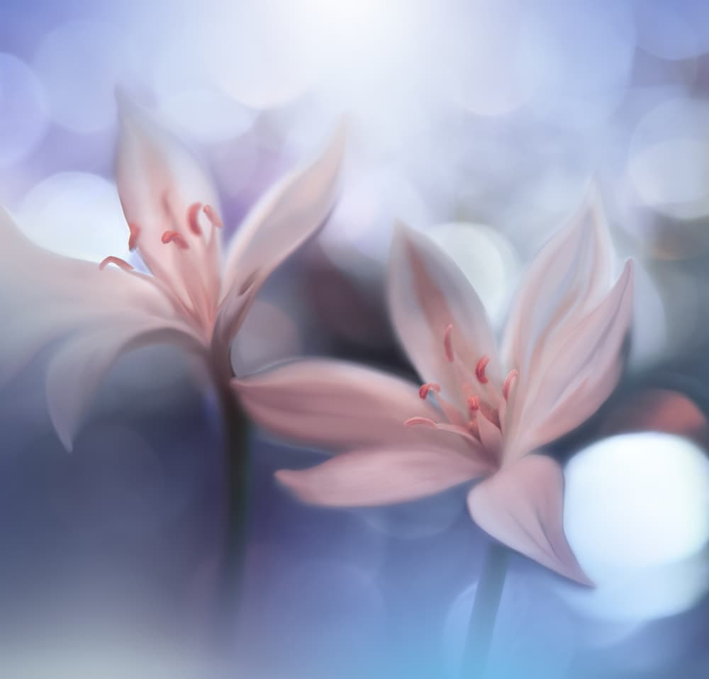 Delicate Pink Blooms by Juliana Nan — canvas wall art