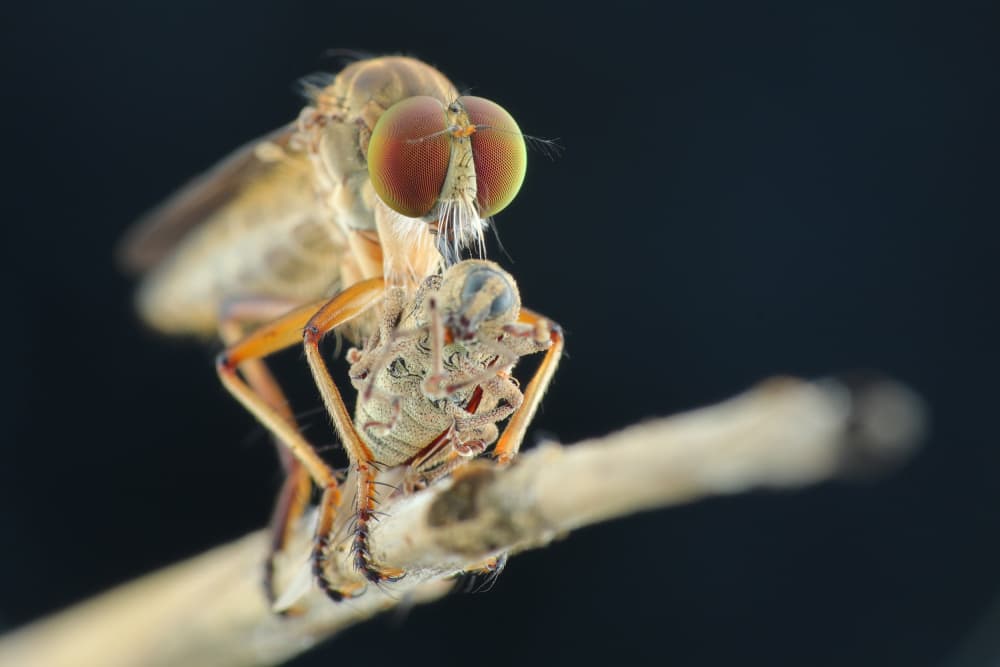 Robber Fly's Hunt by Ajar Setiadi — canvas wall art