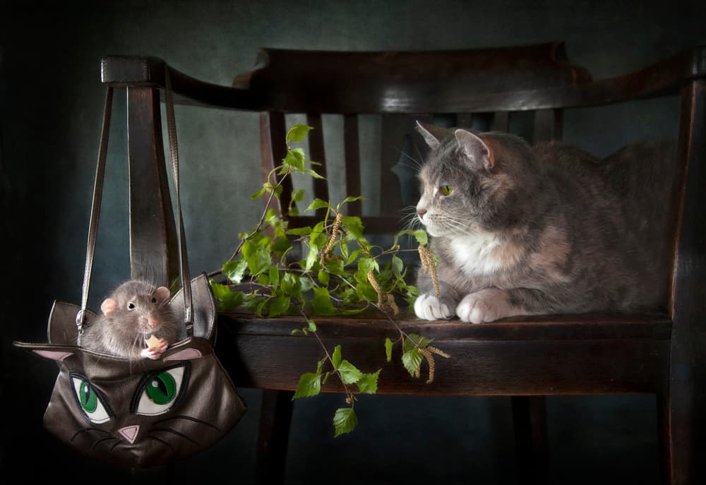Curious Cat and Rat by Eleonora Grigorjeva — canvas wall art