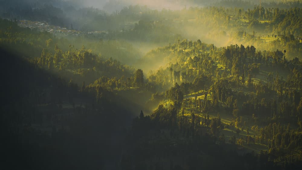 Misty Mountain Forest by Arief Siswandhono — canvas wall art