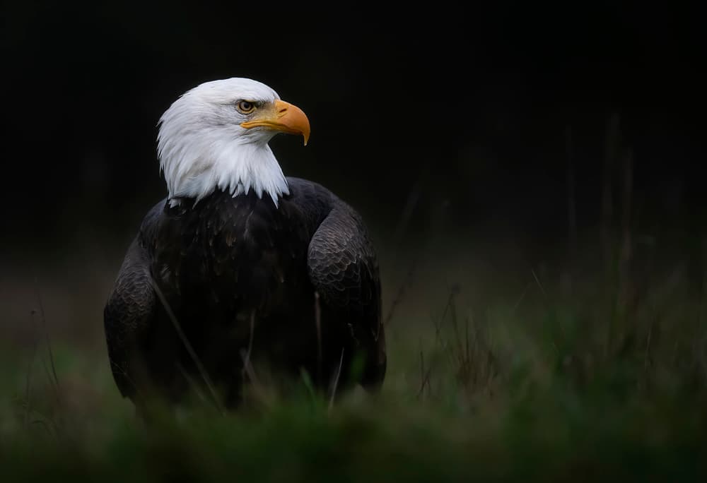 Majestic Bald Eagle by Chris Coenders — canvas wall art