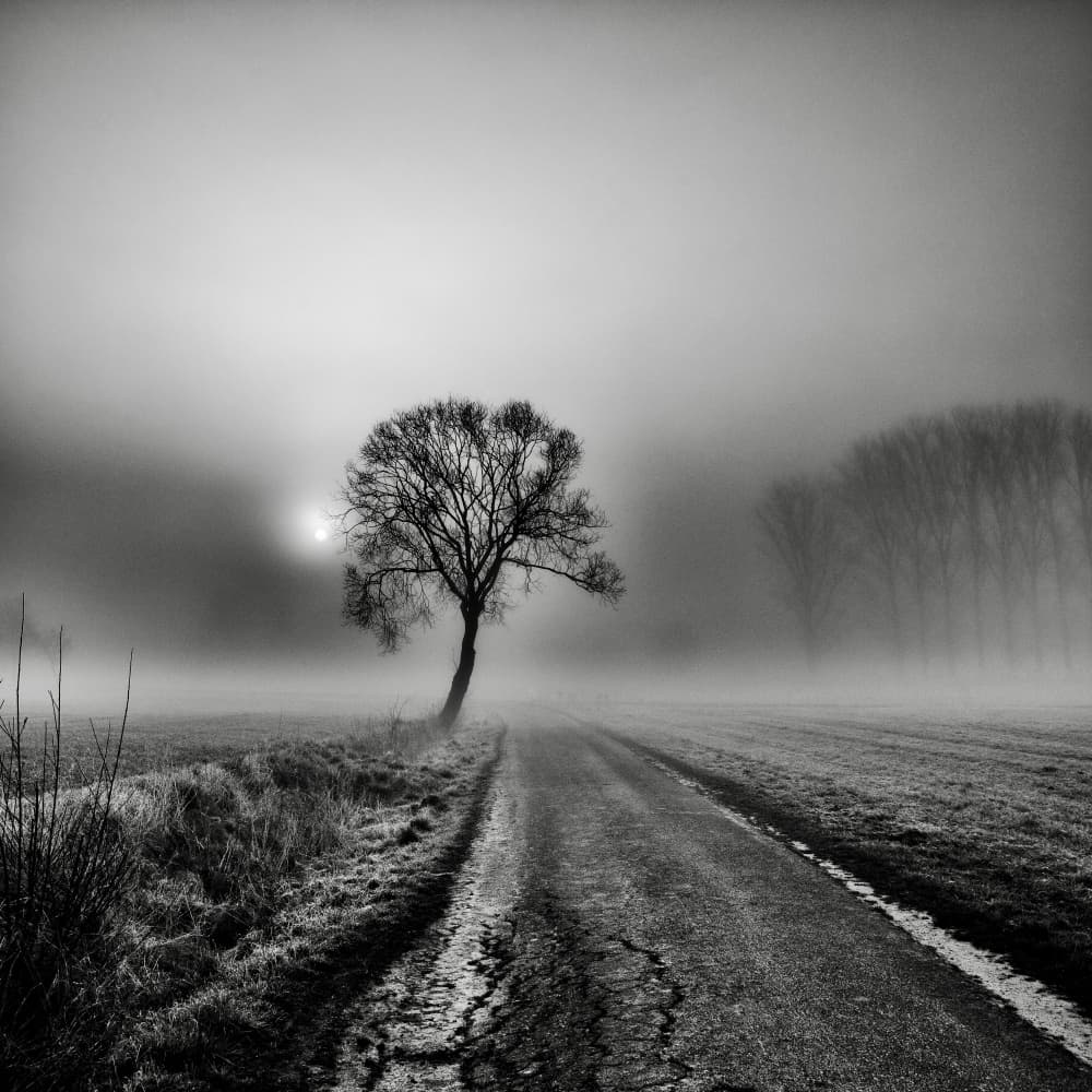 Lonely Tree Foggy Road by Robert Kuavi — canvas wall art