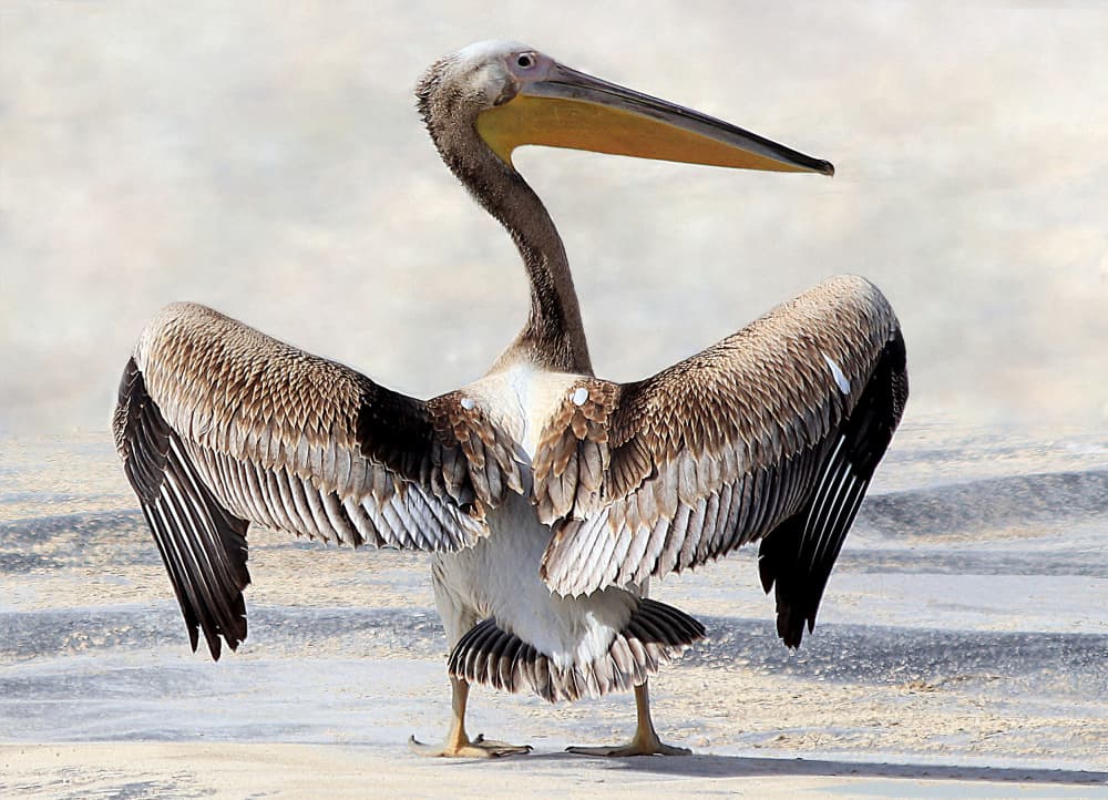 Pelican Spreading Wings by Aliza Riza — canvas wall art