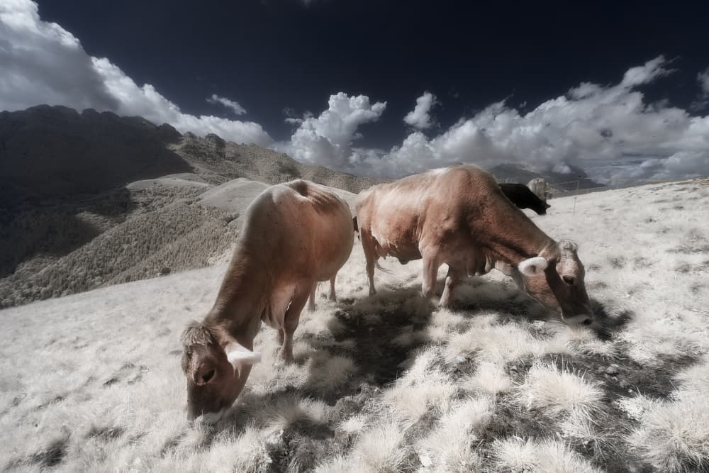 Infrared Mountain Pasture by Filippo Manini — canvas wall art