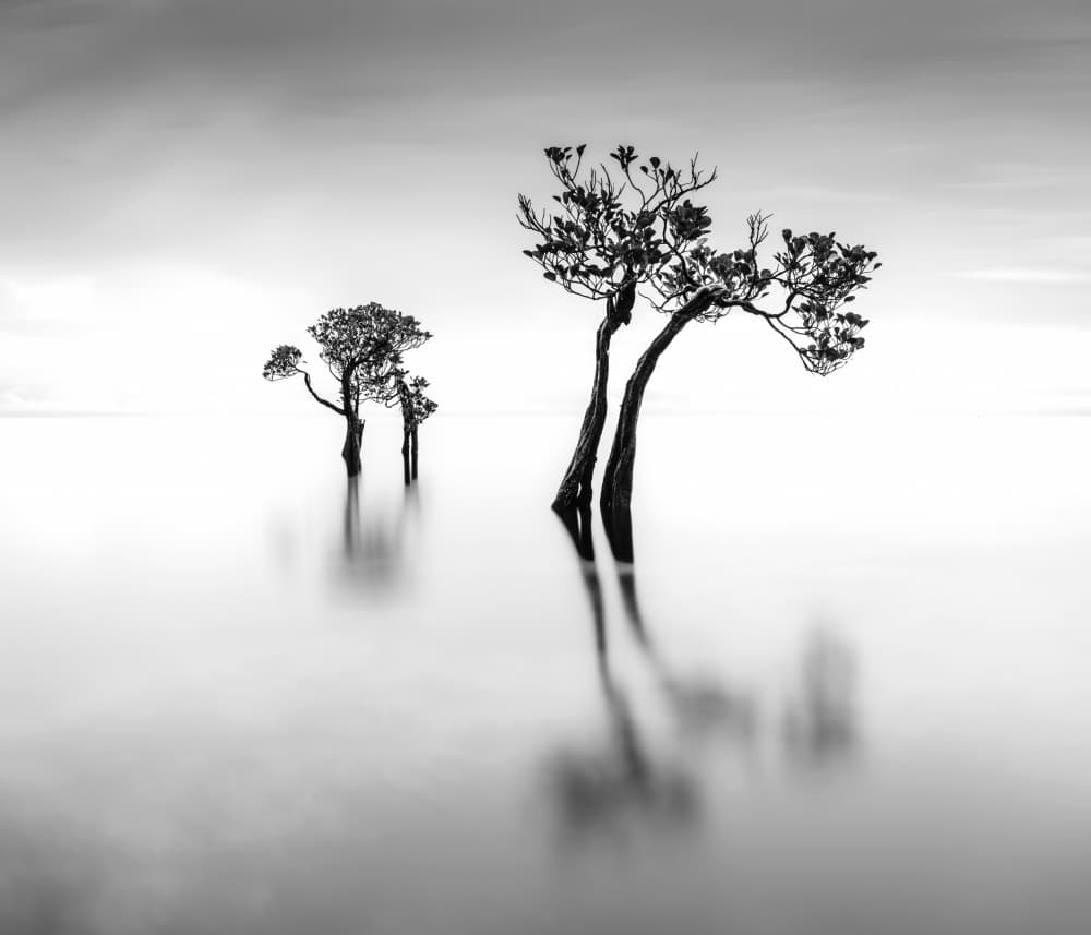 Tranquil Water Trees by Robert Bolton — canvas wall art