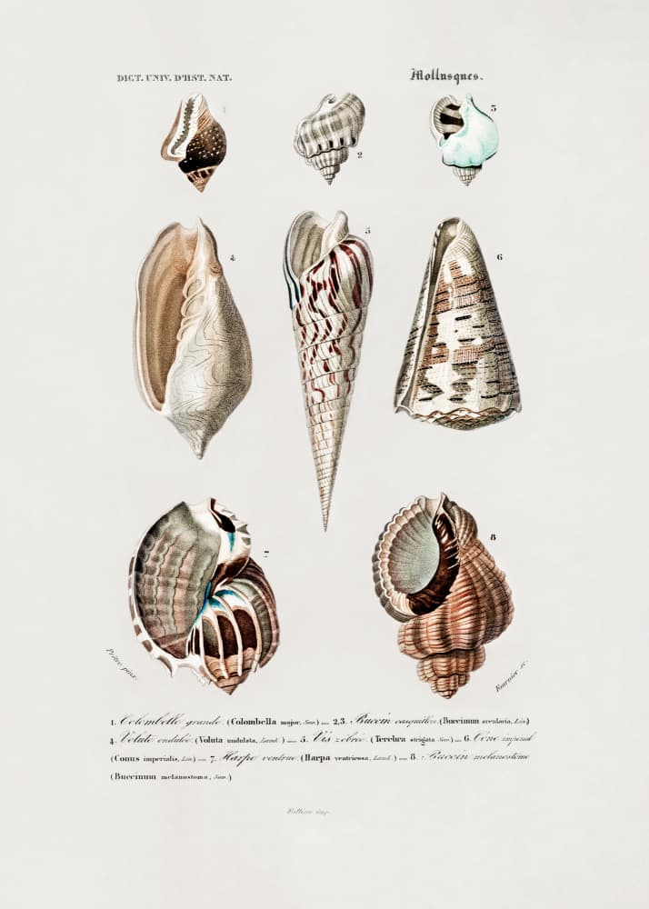 Sealife I by Charles Dessalines D Orbigny — canvas wall art