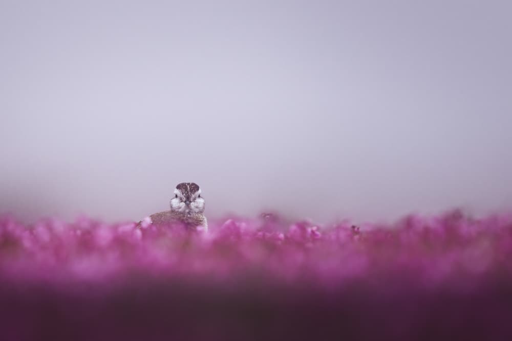Delicate Bird Pink Haze by Magnus Renmyr — canvas wall art