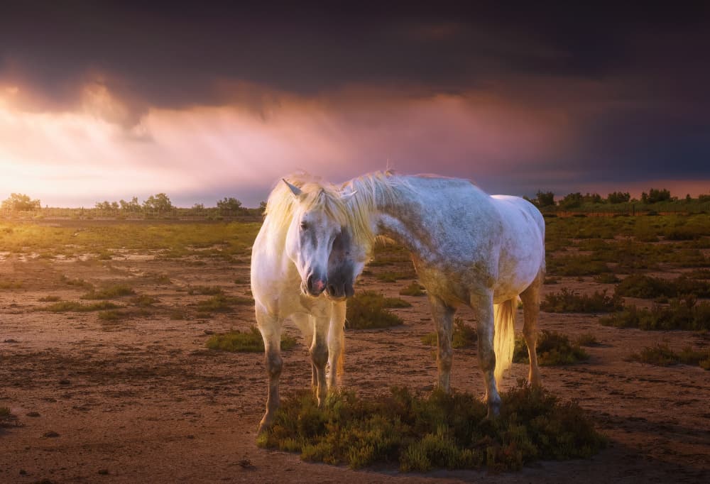 Camargue Horses Sunset Glow by joanaduenas — canvas wall art