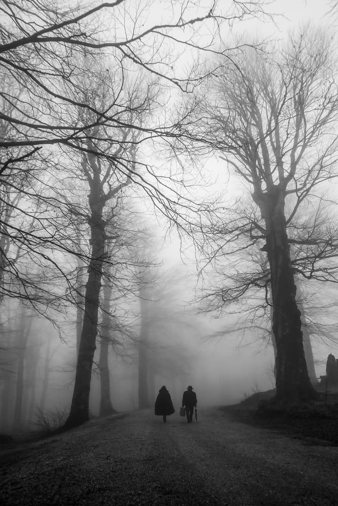 Misty Forest Walk by Ummu Nisan Kandilcioglu — canvas wall art