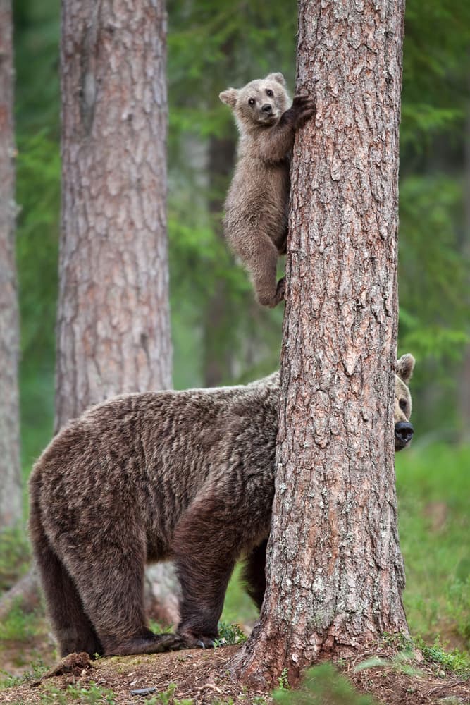 Curious Bear Cub by Alessandro Catta — canvas wall art