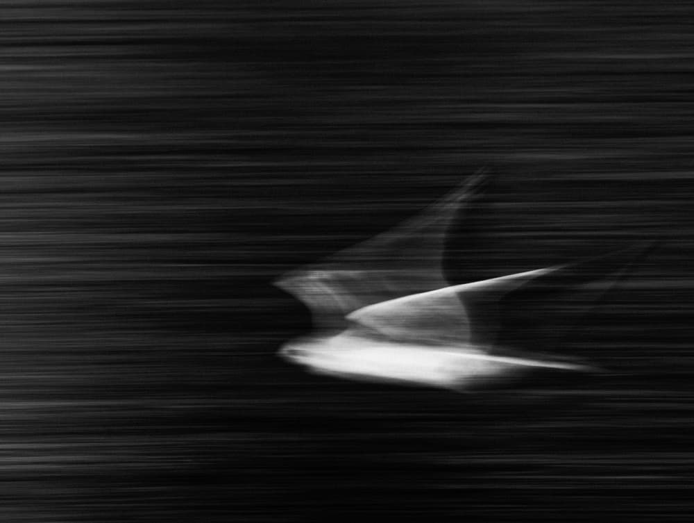 Dynamic Bird Flight by Ivano Cheli — canvas wall art