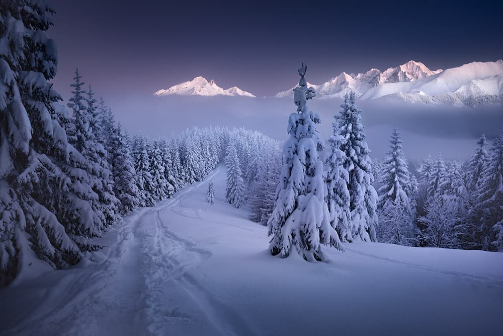 Winter Forest Mountain Path by Karol Nienartowicz — canvas wall art