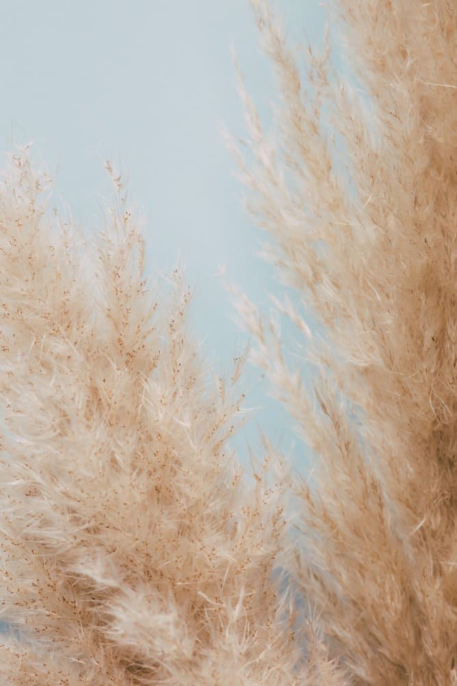 Pampas Grass Abstract by Pictufy Studio III — canvas wall art