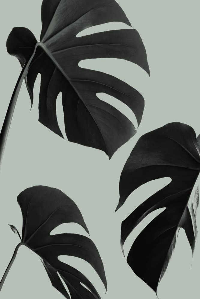 Elegant Green Monstera by Pictufy Studio III — canvas wall art