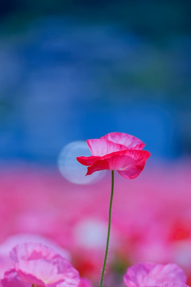Poppy Moon Field by Chisho — canvas wall art