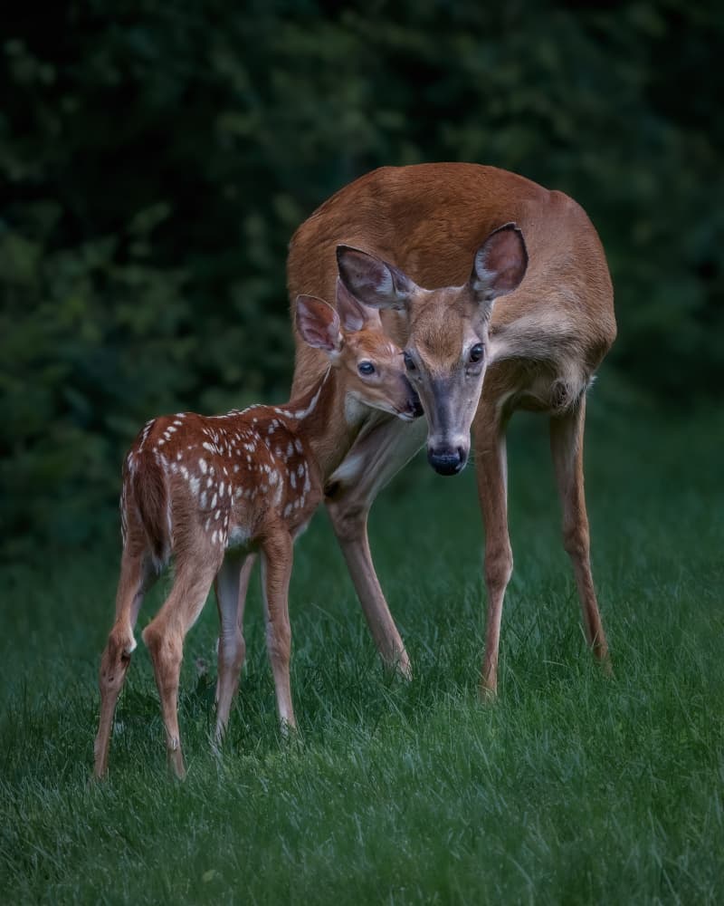 Loving Doe And Fawn by Jacob (Jian) Xu — canvas wall art