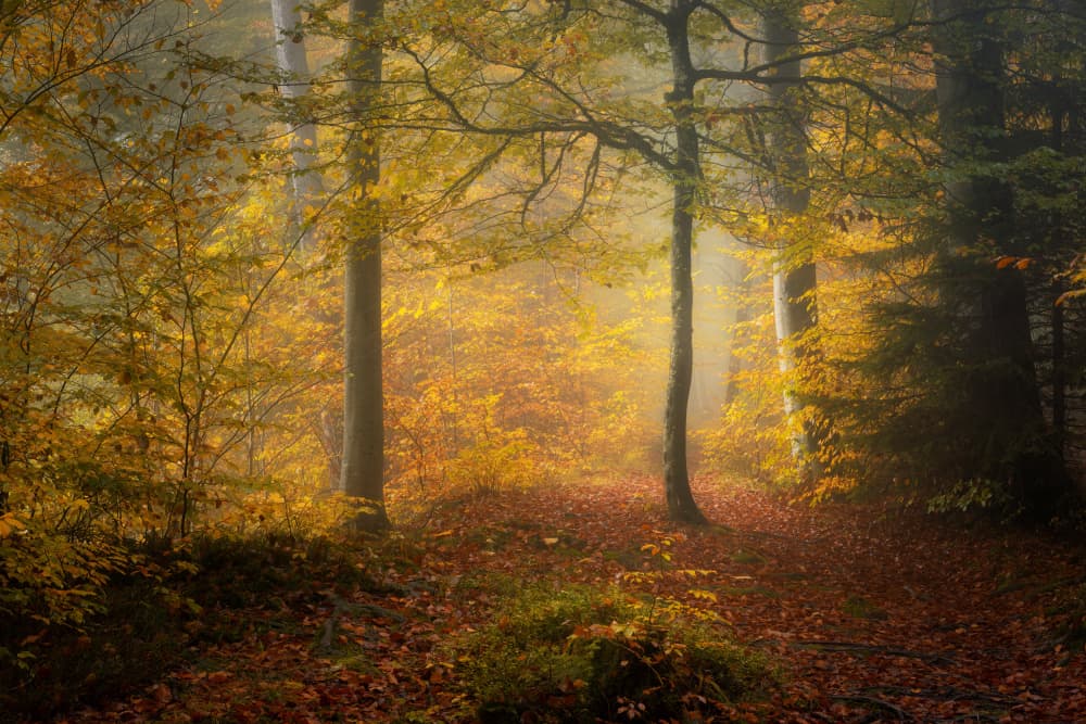 Golden Autumn Mist by Norbert Maier — canvas wall art