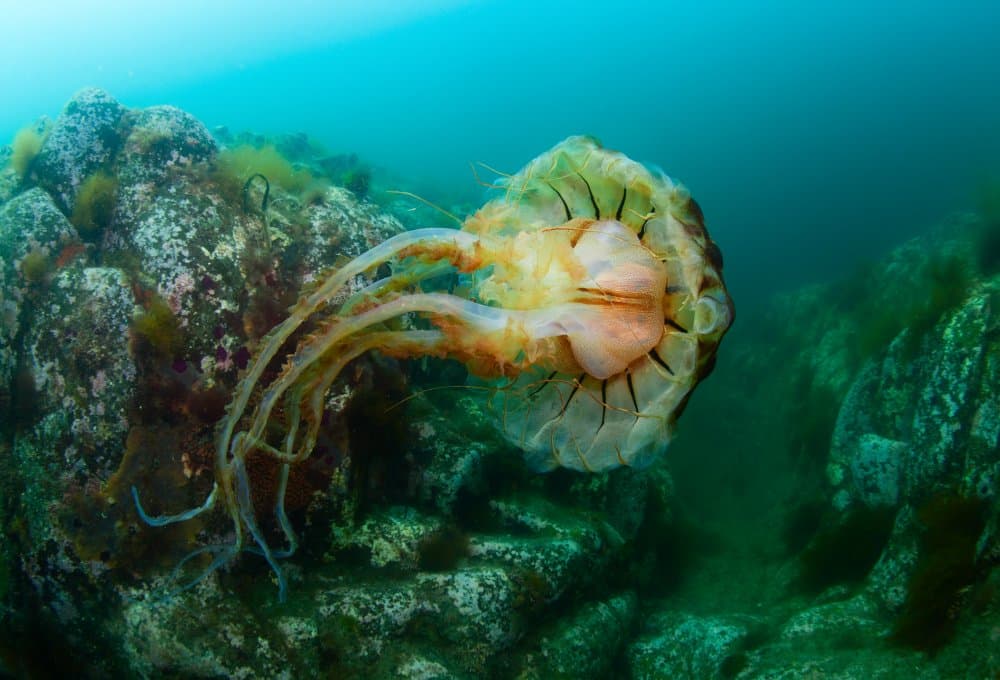 Flowing Ocean Jellyfish by Andrey Narchuk — canvas wall art