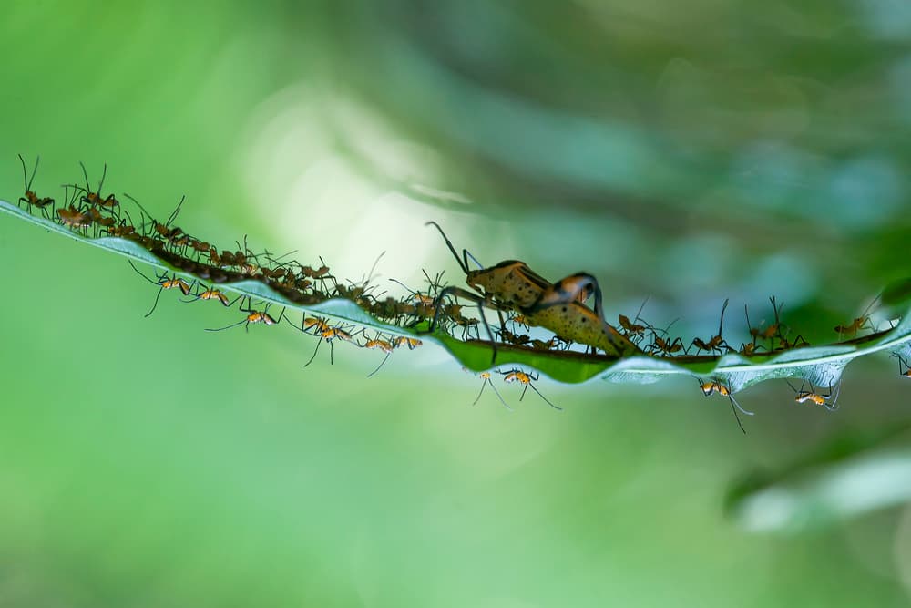 Insect Swarm on Leaf by Abdul Gapur Dayak — canvas wall art