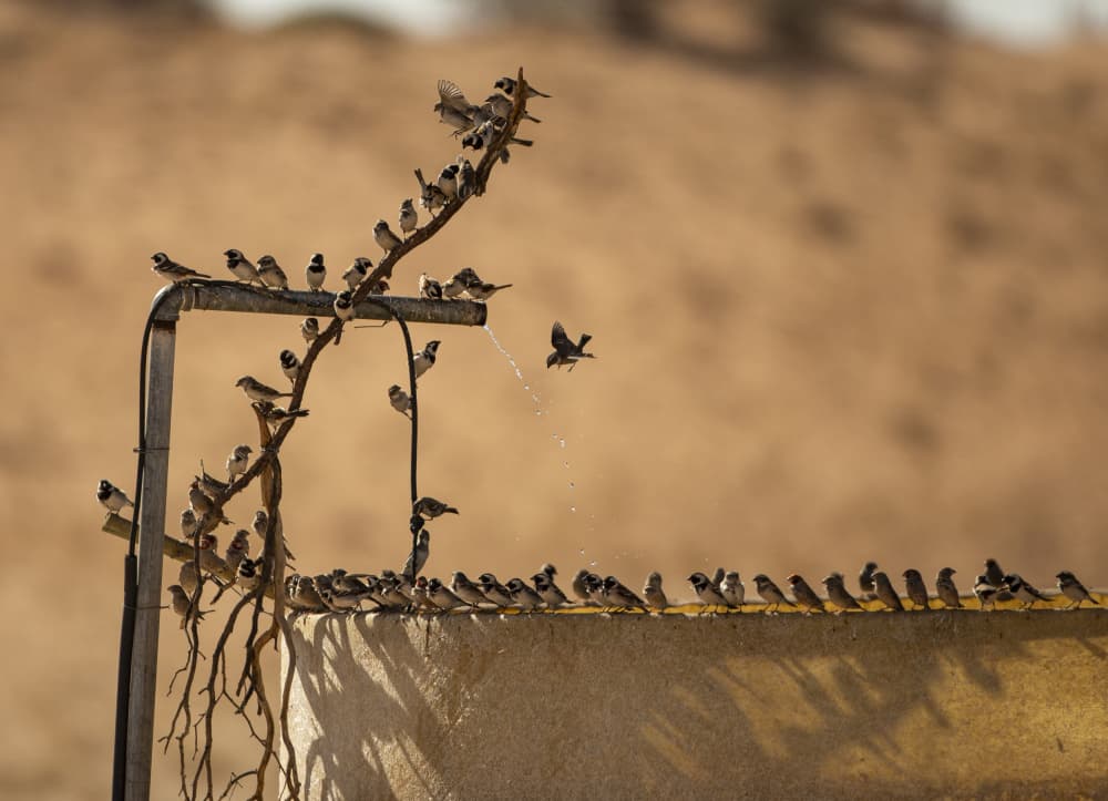 Sparrows Drink Desert Water by Jaco Marx — canvas wall art