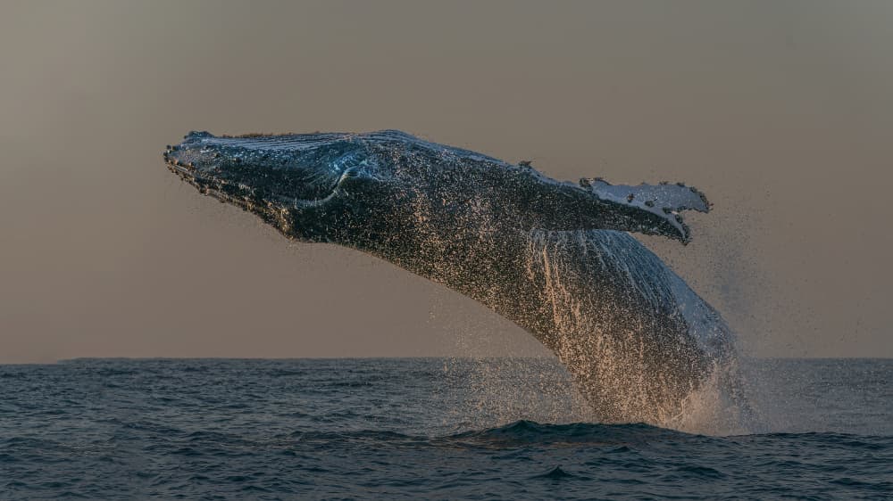 Majestic Whale Breach by Jennifer Lu — canvas wall art
