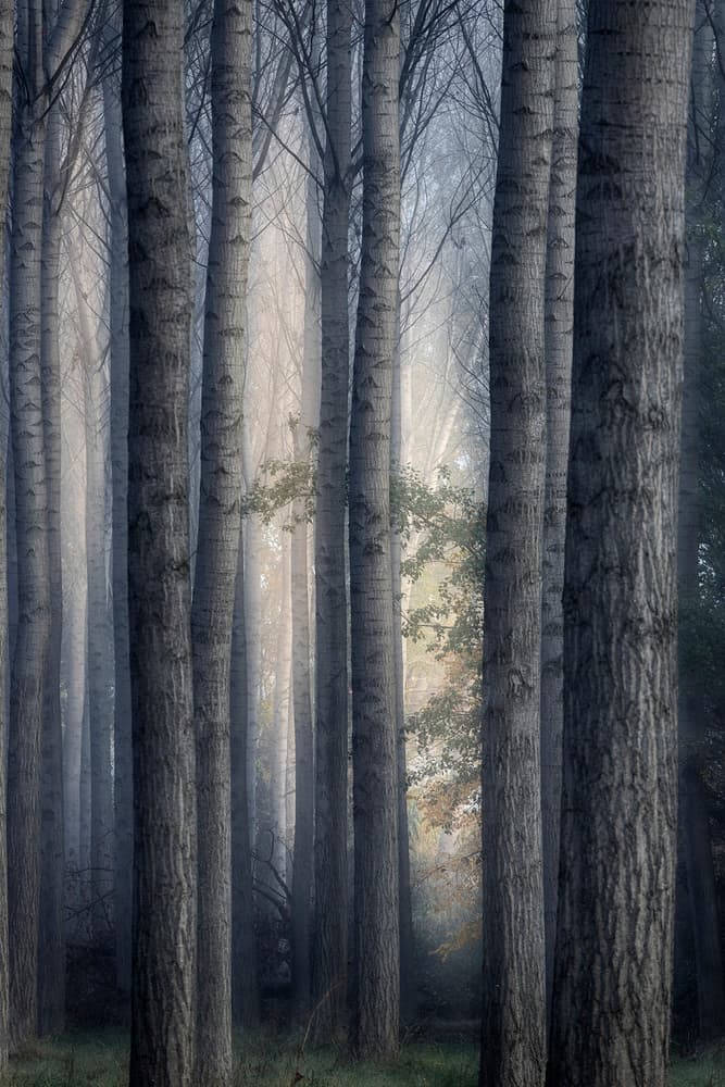 Tranquil Misty Forest by TONY GORAN — canvas wall art
