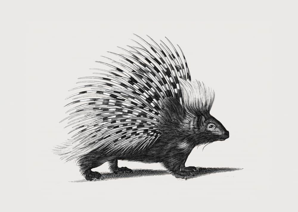 Illustration of Porcupine by George Shaw — canvas wall art