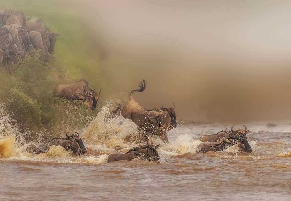 Great Migration River Crossing by Jenny Qiu — canvas wall art