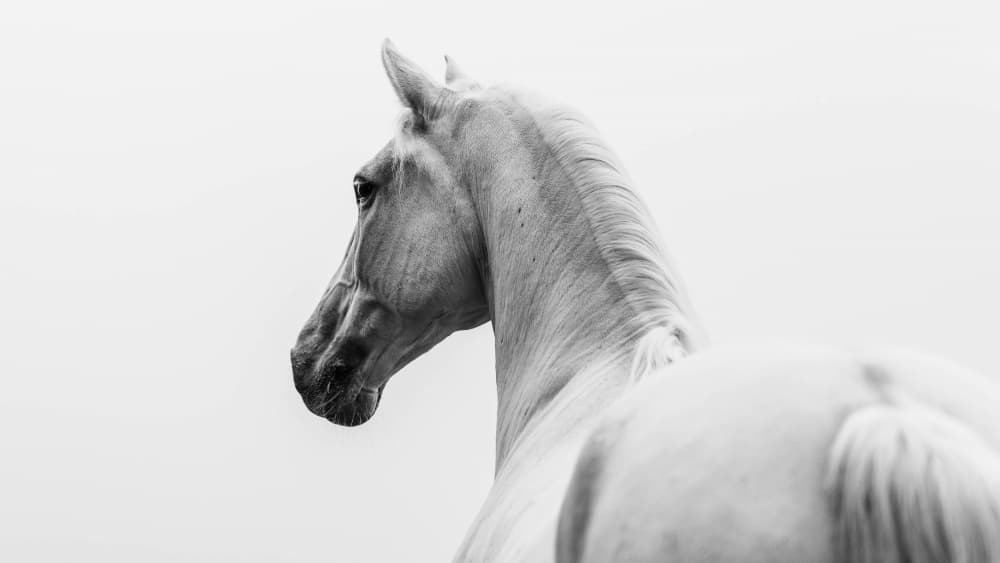 Majestic White Horse by Cembrzynski Ignacy — canvas wall art