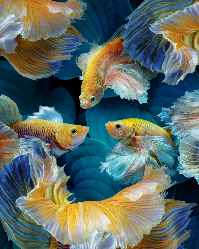 Vibrant Blue Gold Bettas by Marcel Egger — canvas wall art