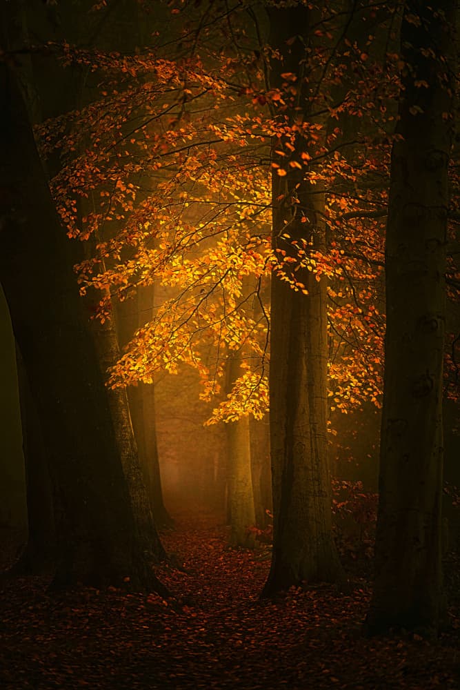 Golden Forest Path by Saskia Dingemans — canvas wall art