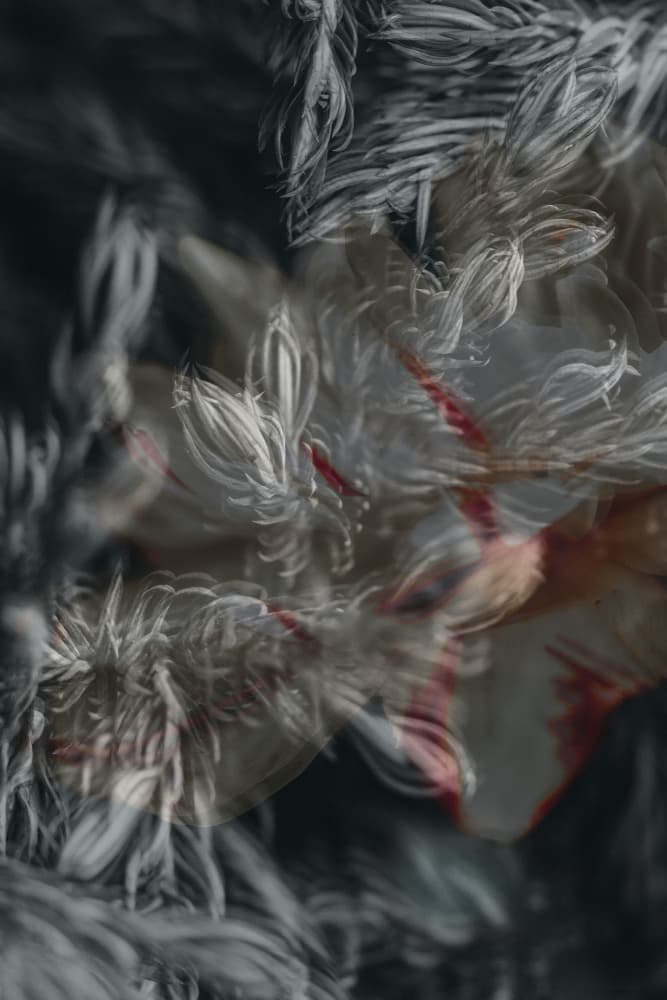 Dreamy Floral Feathers by Pelin Atilla — canvas wall art