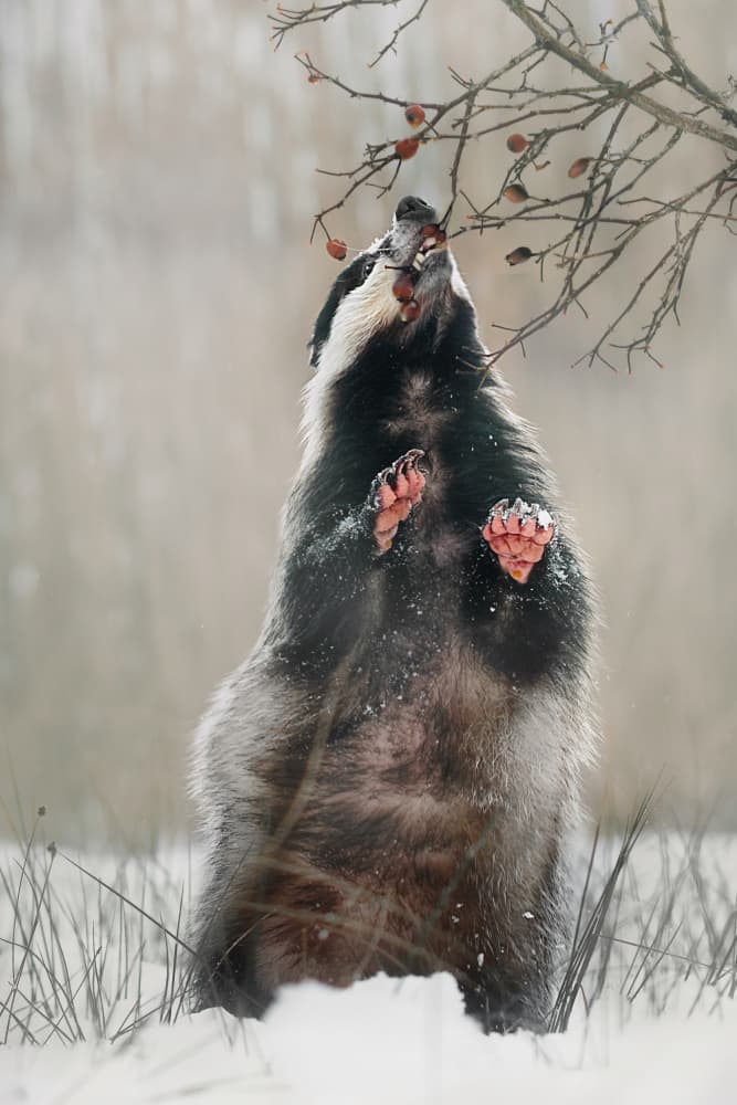 Badger Eating Winter Berries by Michaela Firešová — canvas wall art