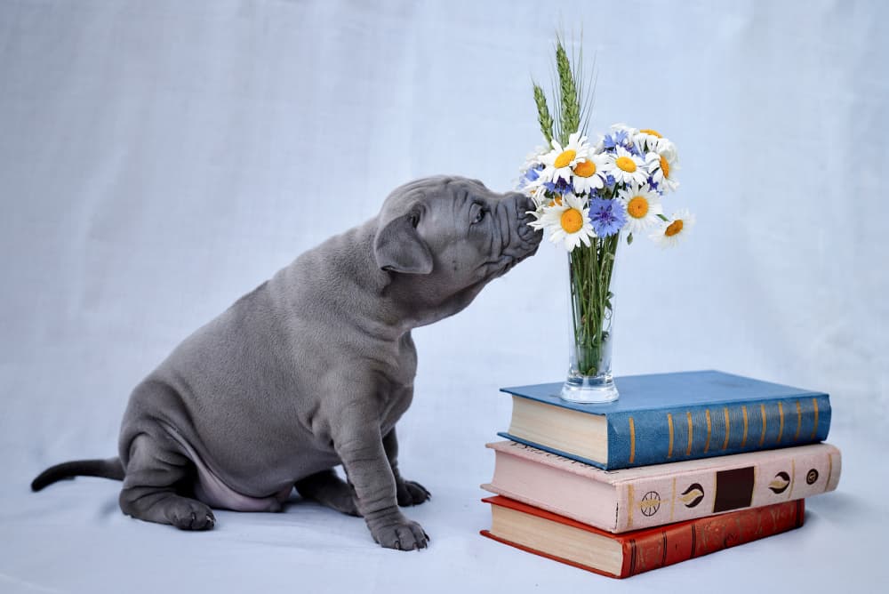 Puppy Sniffs Daisies by Andrii Kazun — canvas wall art