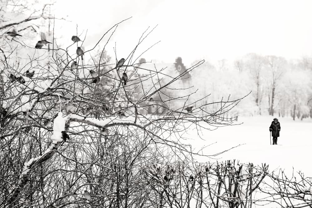 Winter Solitude by BJ Yang — canvas wall art