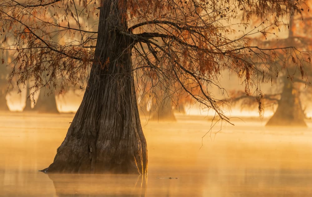 Golden Light Cypress Swamp by James Bian — canvas wall art