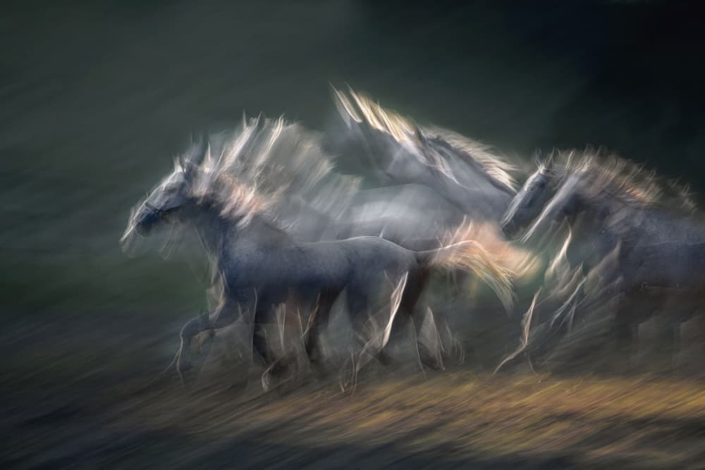 Dynamic Horse Movement by Milan Malovrh — canvas wall art