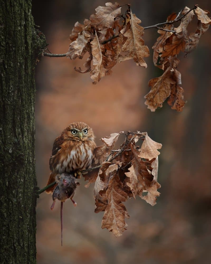 Little Owl's Catch by Michaela Firešová — canvas wall art