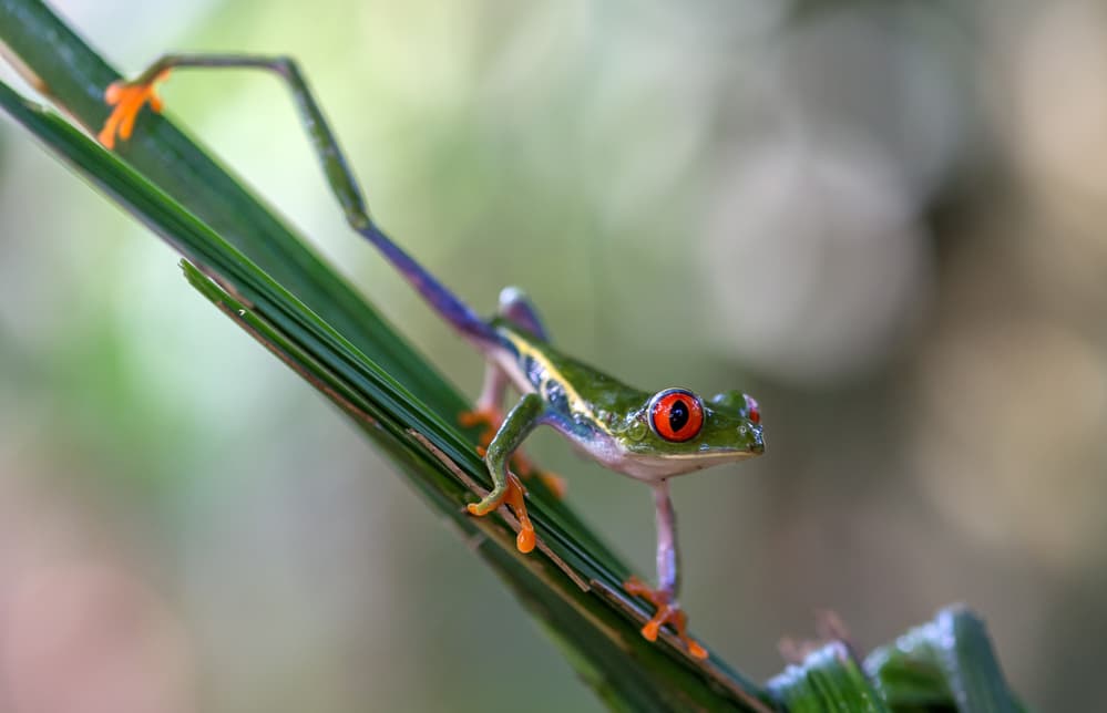Vibrant Red Eyed Tree Frog by Els Keurlinckx — canvas wall art