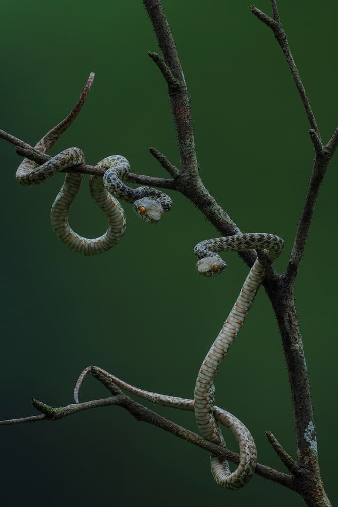 Coiled Jungle Vipers by Phat Dao Tan — canvas wall art