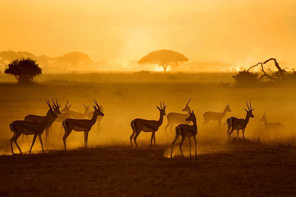 Golden Hour Gazelles by Mathilde Guillemot — canvas wall art