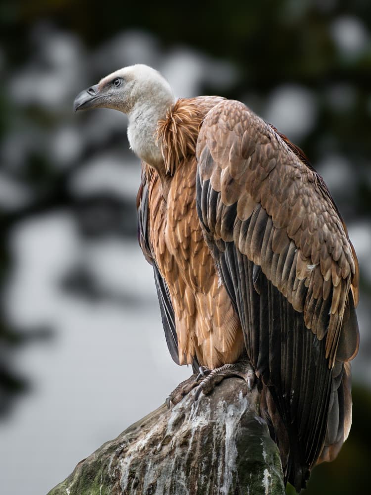 Majestic Vulture Perched by Michael Herpers — canvas wall art