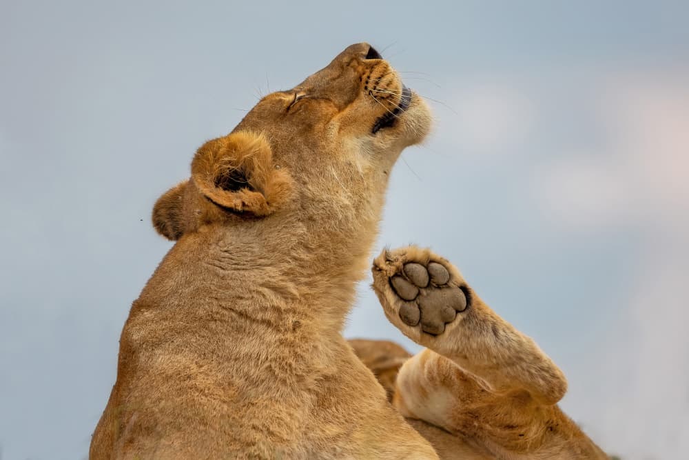 Contented Lioness Scratch by Alessandro Catta — canvas wall art