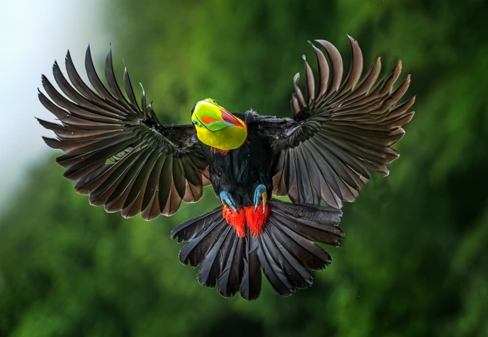 Vibrant Toucan Flight by Yuan Su — canvas wall art