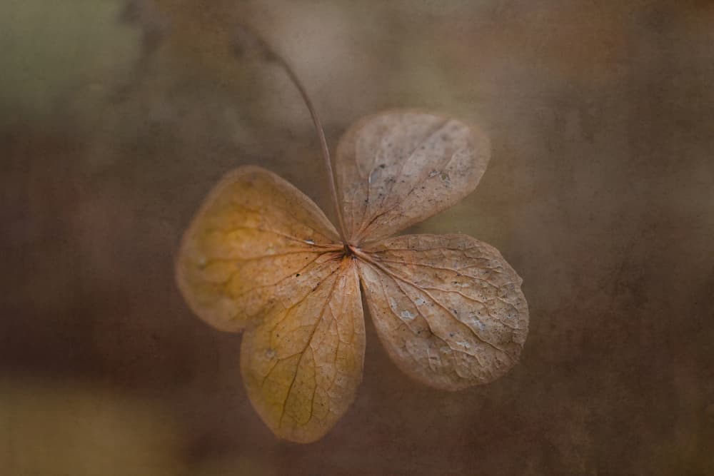 Faded Botanical Beauty by Monique Delaet — canvas wall art