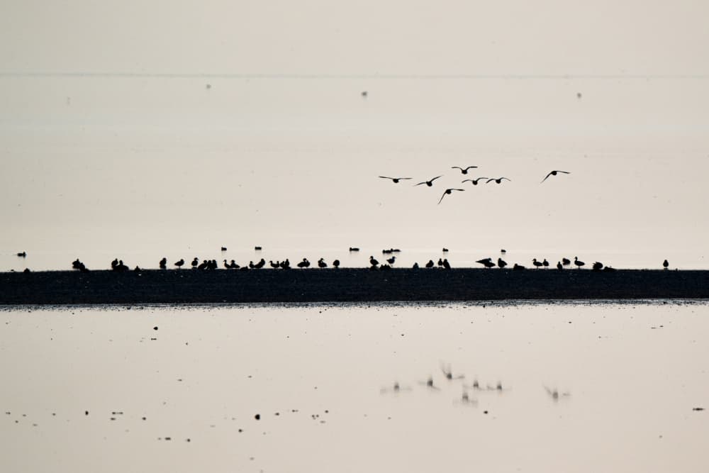 Serene Bird Silhouettes by Etienne Steenkamp — canvas wall art